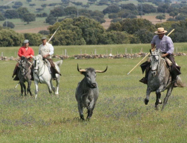 Picadores en el campo